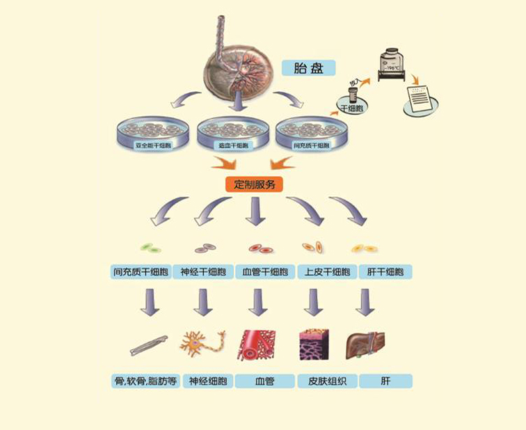 胎盘干细胞的作用.jpg