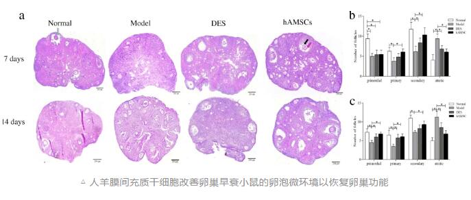 像修车一样“修人”?干细胞与器官修复再成热点