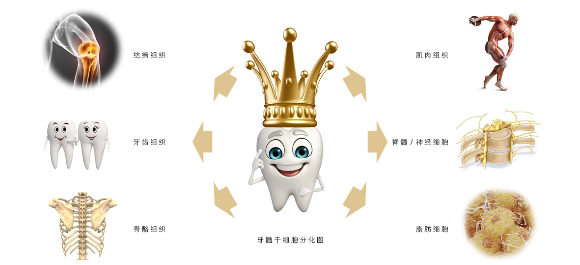 牙髓分化图.jpg