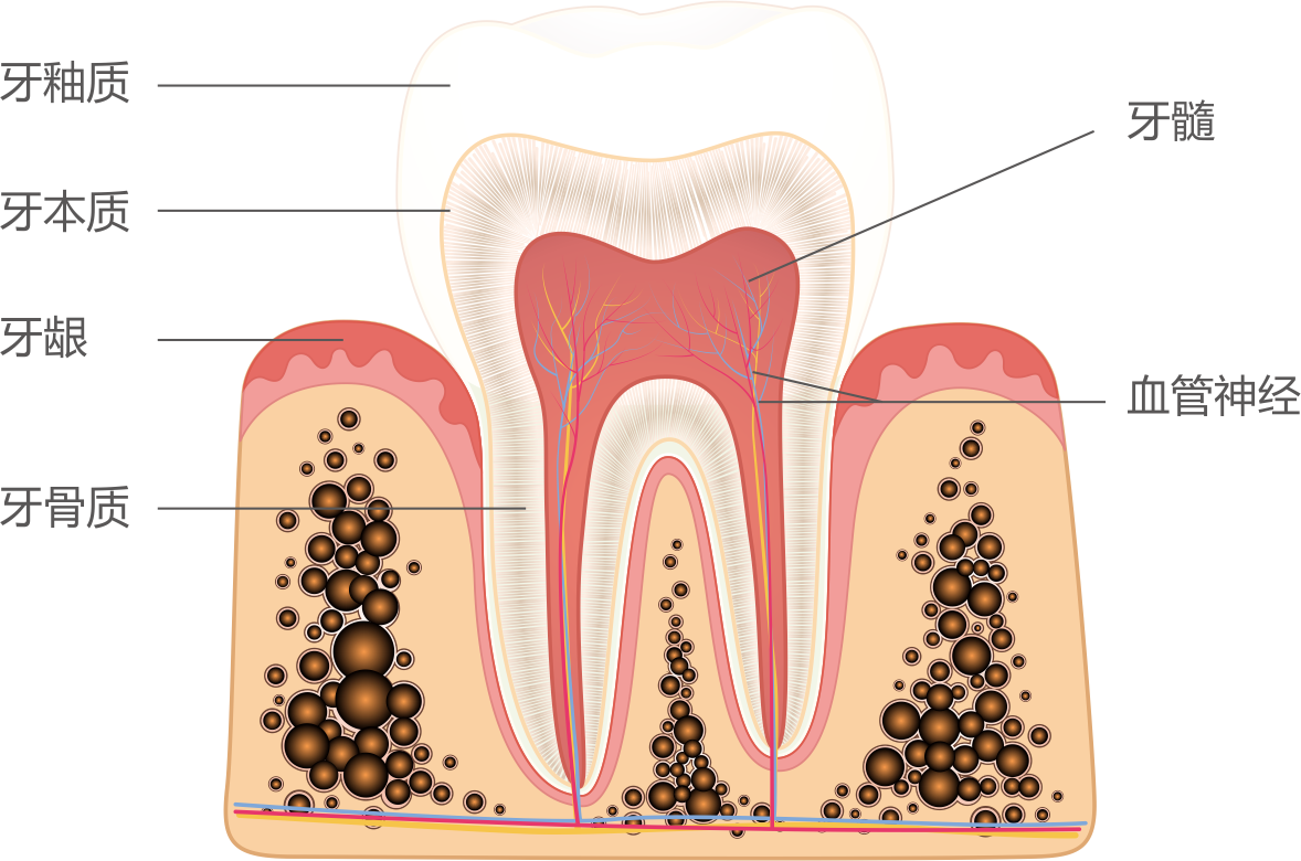 图1-3-5 上颌中切牙髓腔-口腔解剖-医学